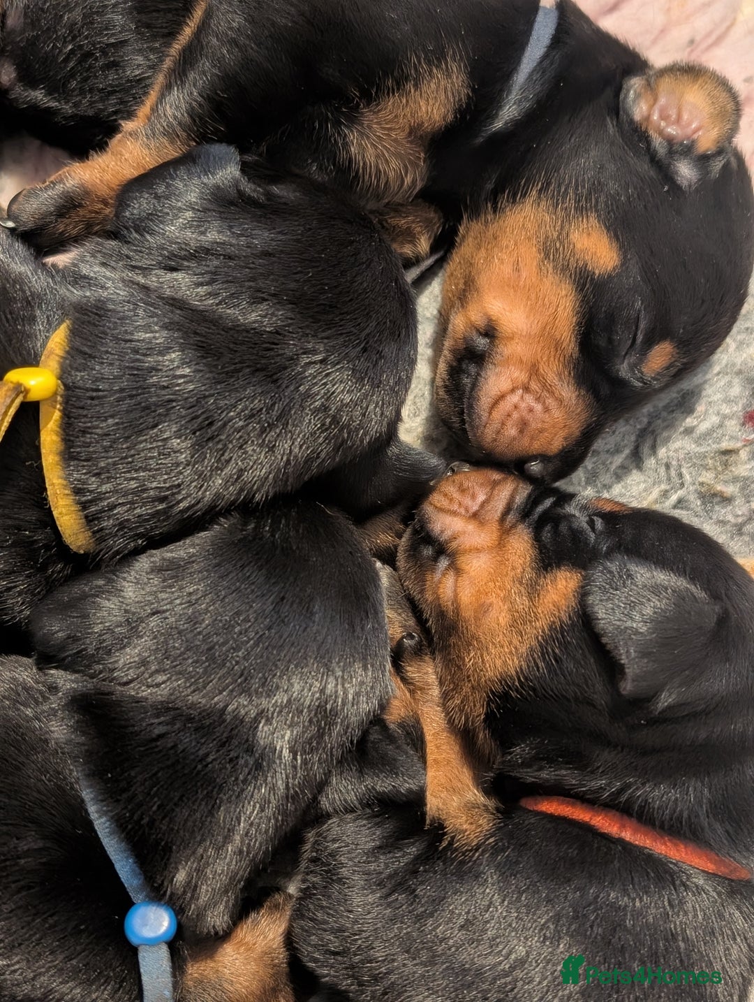 Dobermann dogs for sale: Doberman puppies  - Image 7