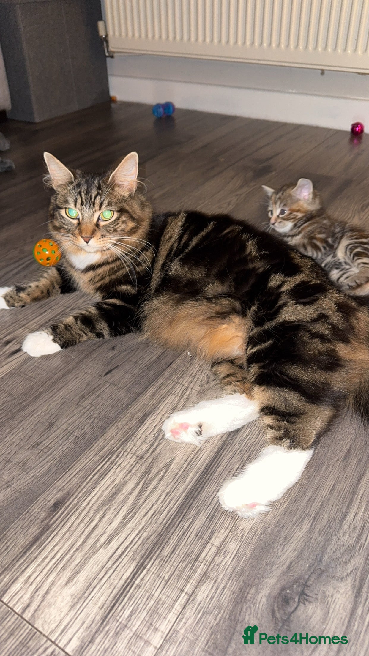 Mixed Breed cats Gorgeous kittens - Advert 1