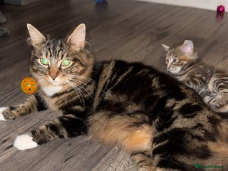 Mixed Breed cats Gorgeous kittens - Advert 1