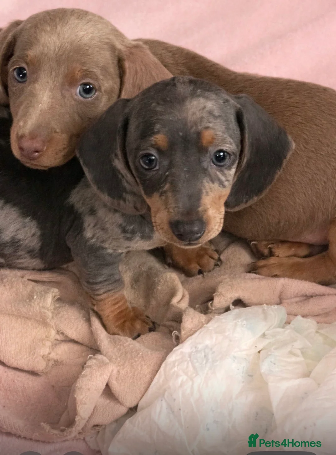 Dachshund dogs for sale: Miniature dachshund for sale - Advert 1