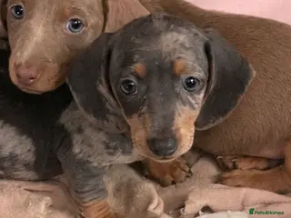Dachshund dogs Miniature dachshund for sale - Advert 6