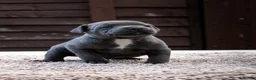 Staffordshire Bull Terrier dogs for sale: Amazing Staffordshire bull terrier litter!  in Welwyn Garden City - Advert 11