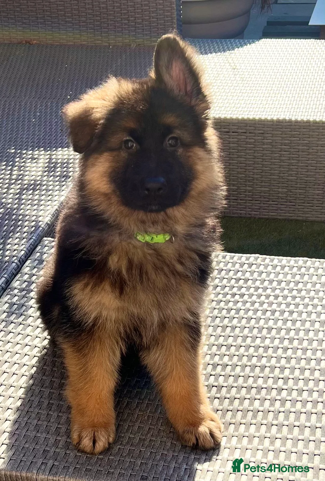 German Shepherd dogs for sale: WAITING LIST 2026 BIG BONDED, LONG HAIRED PUPPYS  - Advert 32
