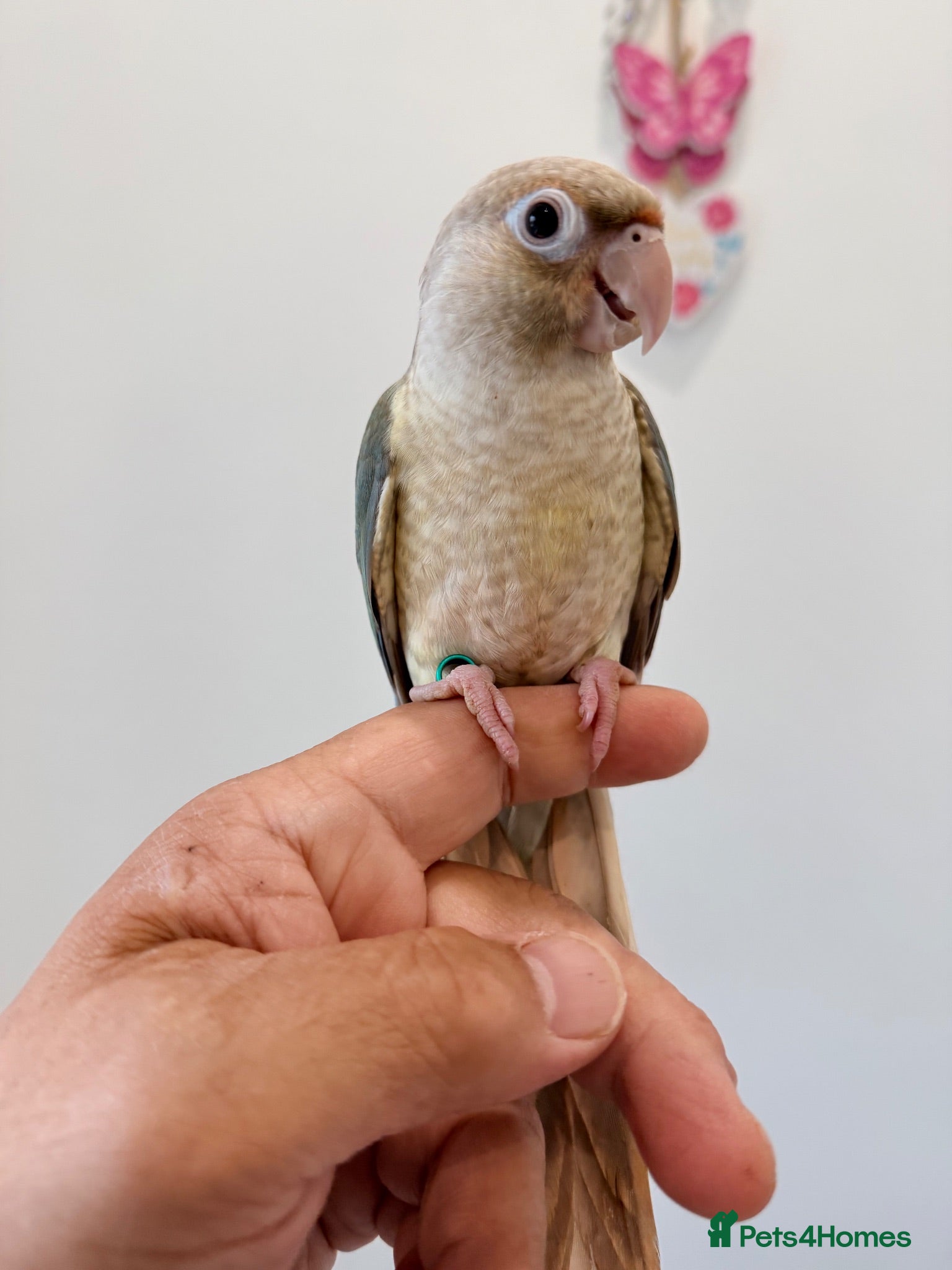 Conures birds HAND REARED TAME BABY CONURES  - Advert 4