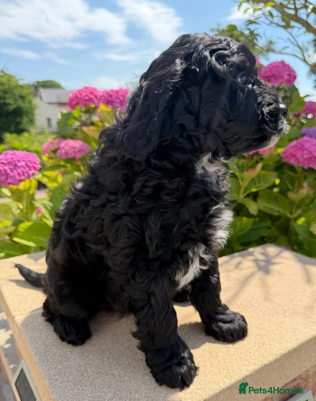 Labradoodle dogs for sale: Gorgeous Australian Labradoodle Pups  - Advert 7