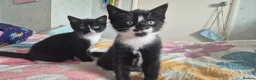 Mixed Breed cats for sale: Girl & Boy Kitten 4 sale beautiful markings. in Sheerness - Advert 2