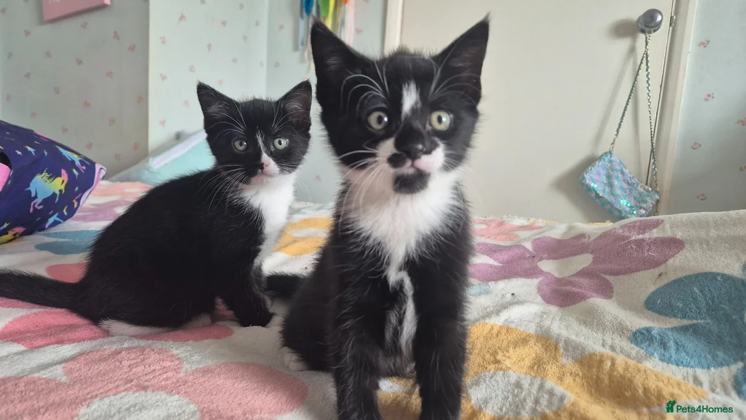 Mixed Breed cats for sale: Girl & Boy Kitten 4 sale beautiful markings. in Sheerness - Advert 2