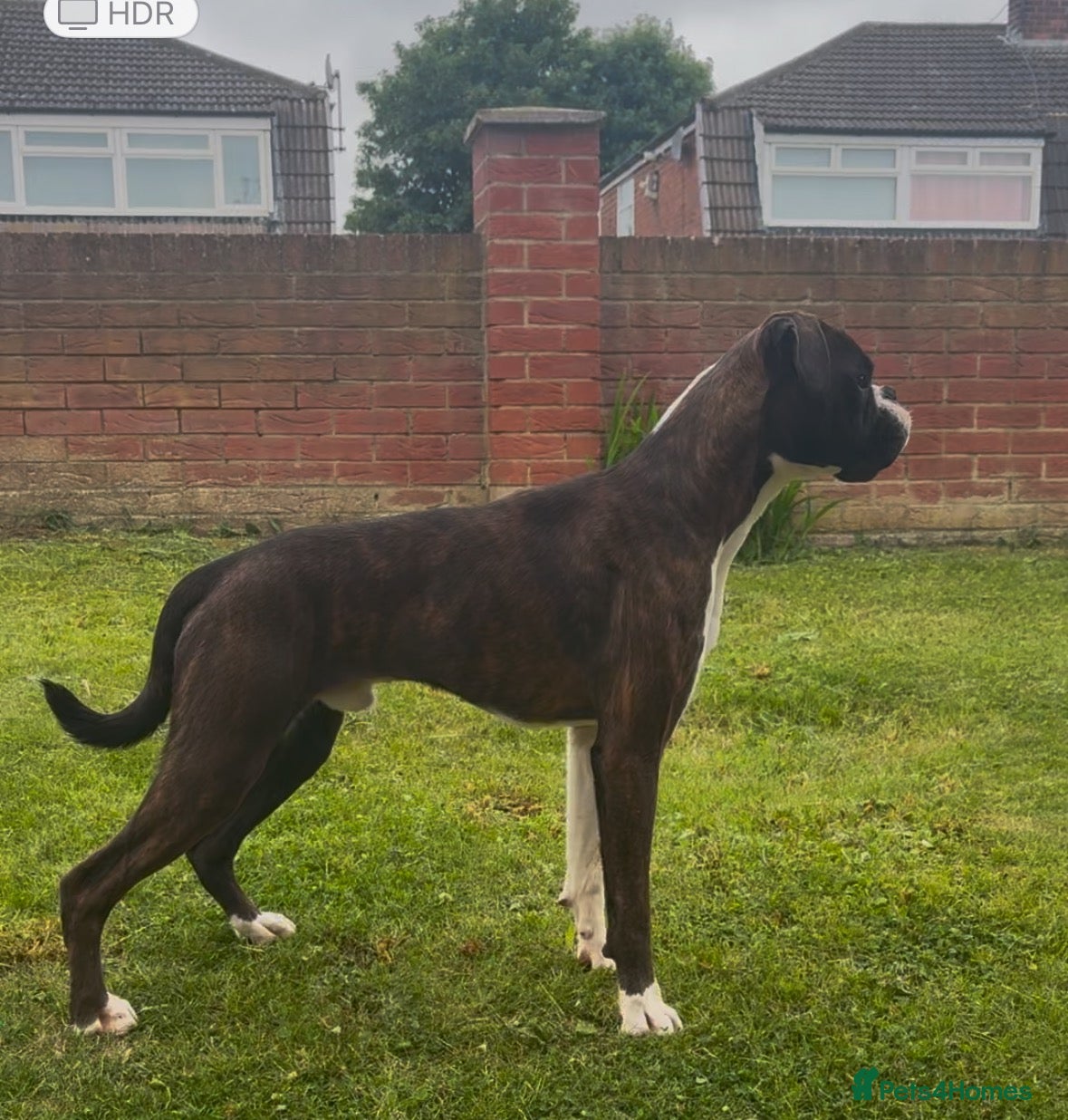 Boxer dogs Male Boxer - Advert 2