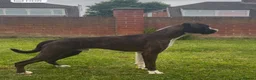 Boxer dogs for sale: Male Boxer - Advert 2