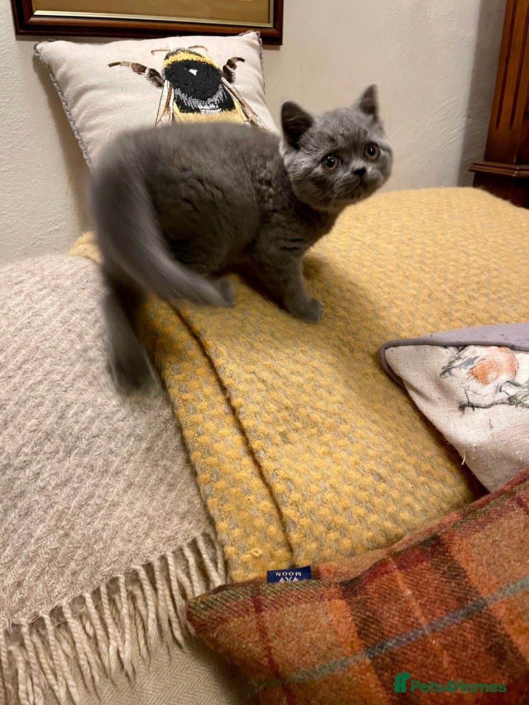 British Shorthair cats for sale: Champion Sired Female BSH - Advert 14