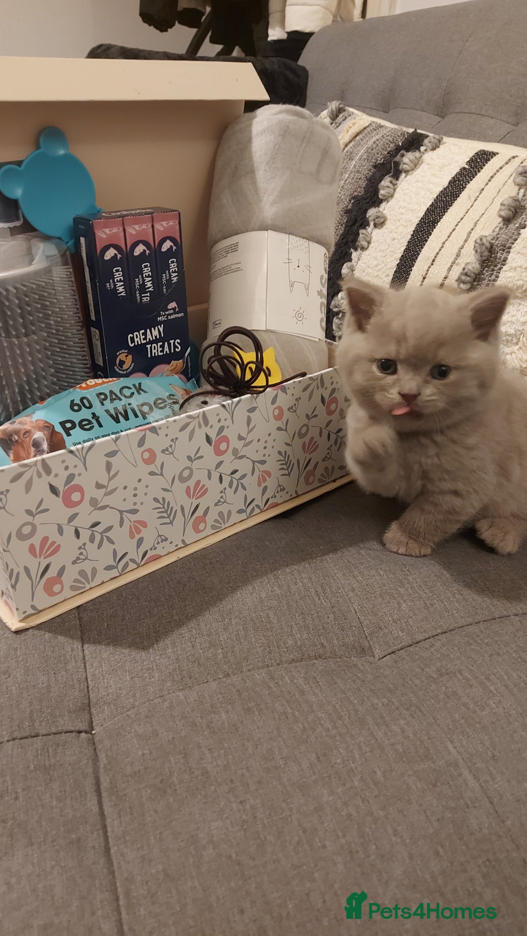 British Shorthair cats for sale: STUNNING BSH LILAC KITTENS 3 MALES/1 FEMALE  - Advert 14