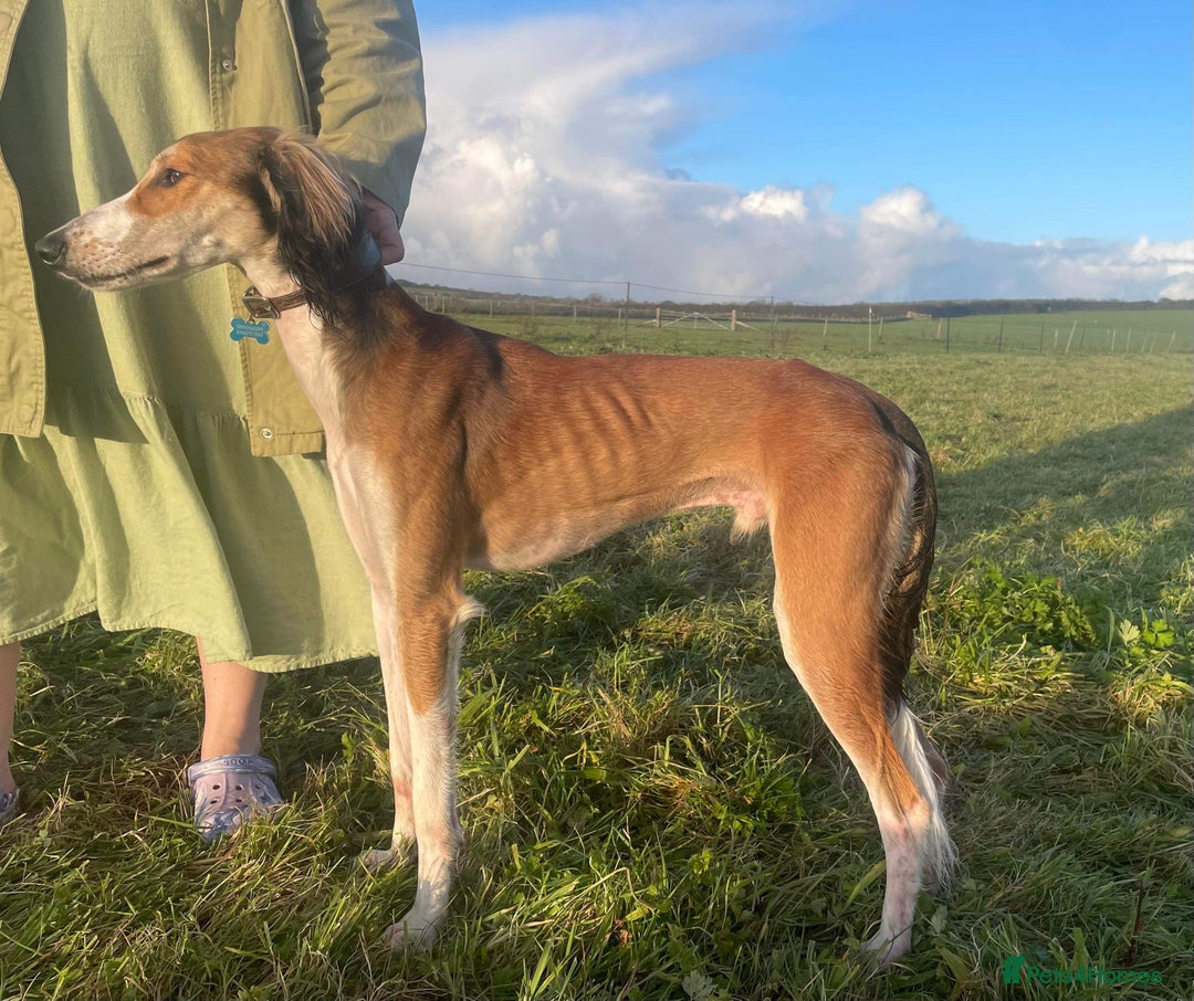 Saluki dogs for stud: KC Registered Saluki Stud in Liskeard - Advert 2