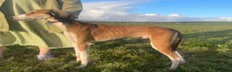 Saluki dogs for stud: KC Registered Saluki Stud - Advert 2