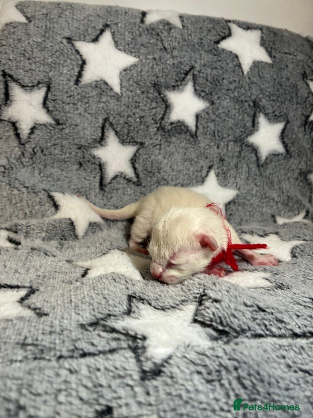 Ragdoll cats for sale: 🐾 5 Beautiful Ragdoll Kittens - Parents GCCF 🐾 - Image 10