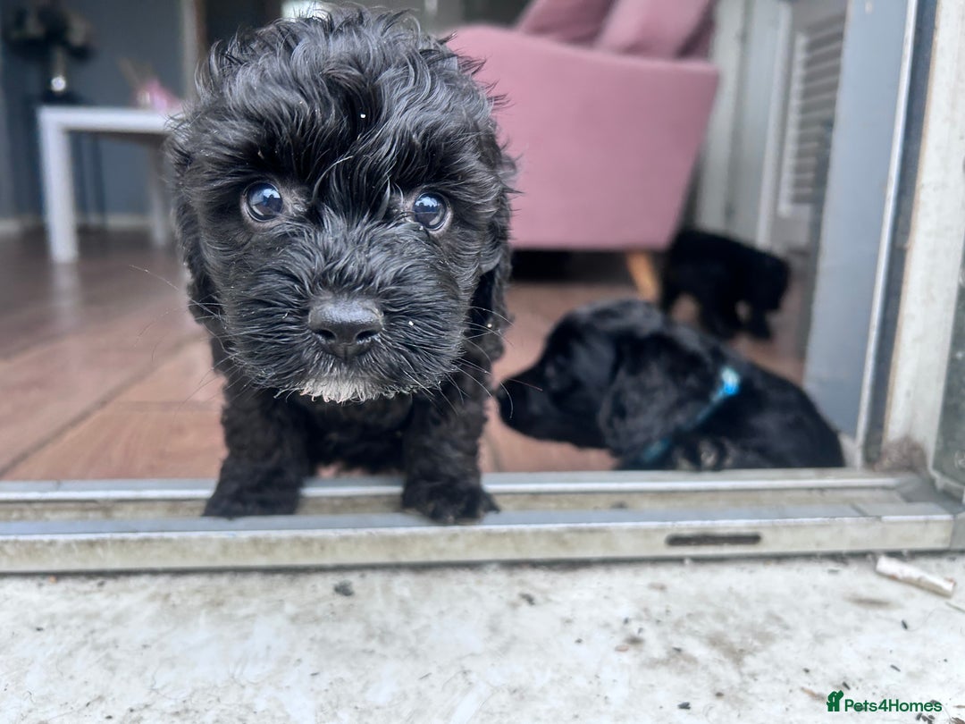 Cockapoo dogs for sale: 5 black cockapoos - Image 2