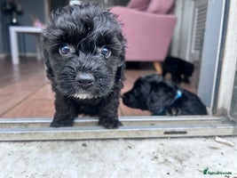 Cockapoo dogs - Advert 9