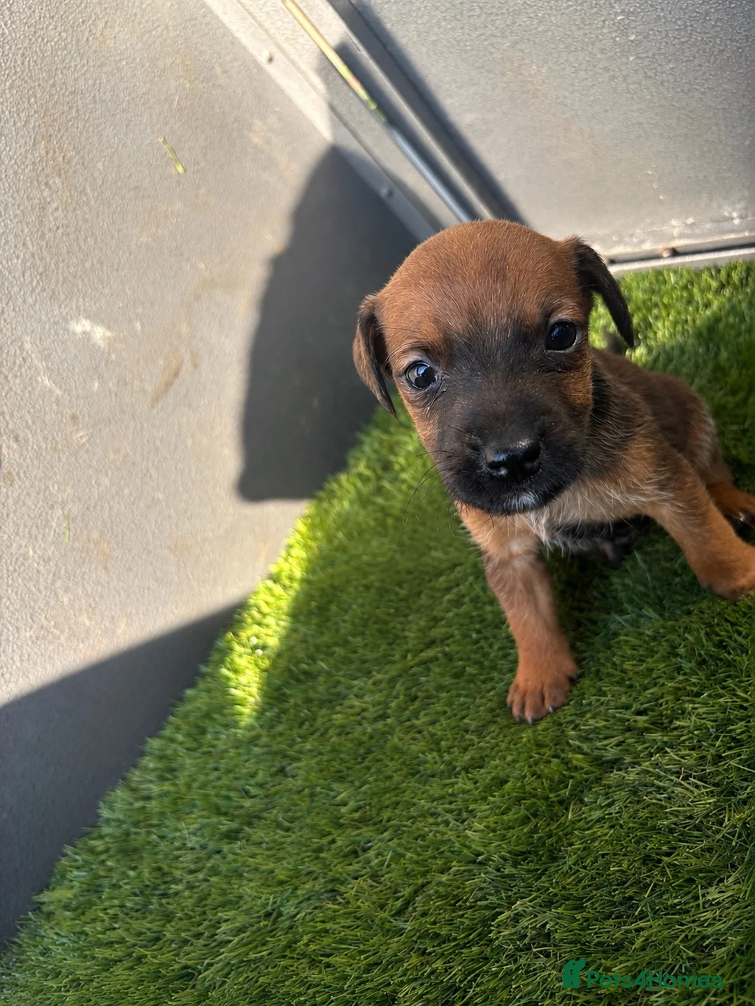 Mixed Breed dogs for sale: 9 beautiful border terriers x Lakeland terrier  - Advert 22