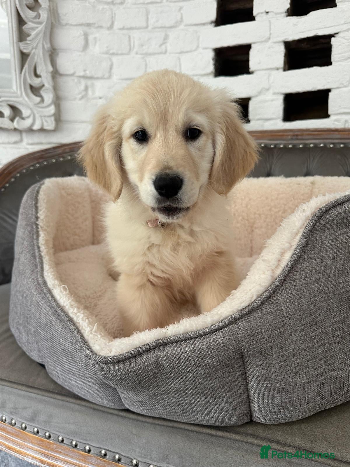 Golden Retriever dogs Golden retriever puppies - Advert 1