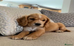 Cocker Spaniel dogs for sale: Stunning Litter KC Reg Show Cocker Spaniel Puppies - Image 11