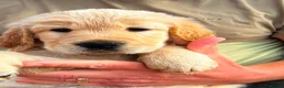 Mixed Breed dogs for sale: Retriever puppies for sale - Advert 2