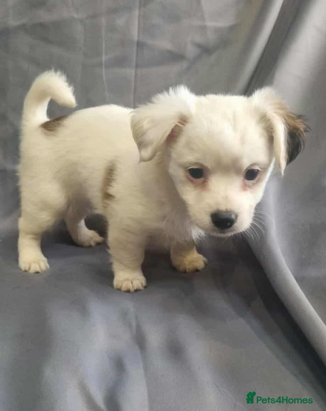 Jack Russell dogs for sale: Boy jack russell pups for sale - Image 4