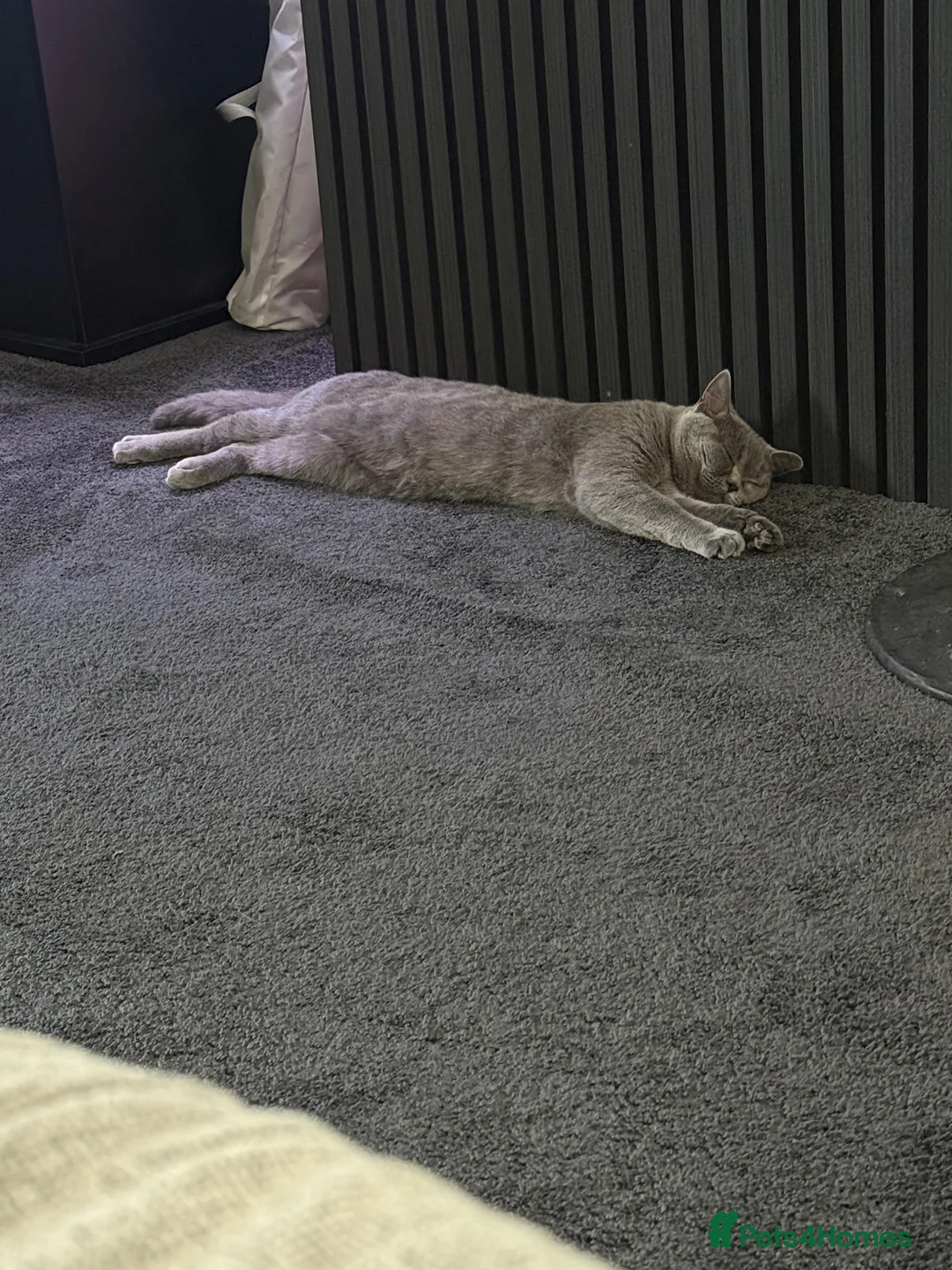 British Shorthair cats for sale: British Short hair  - Advert 2