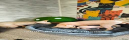 Sphynx cats for sale: Canadian Sphynx Tica registered,Blue eyes. - Advert 6