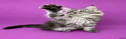 Maine Coon cats for sale: Maine Coon Kittens – Giant Bloodlines | Tica Reg. - Advert 7