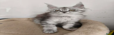 Maine Coon 5