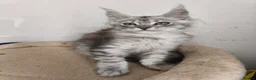 Maine Coon cats for sale: ✨ STUNNING TICA REGISTERED MAINE COON KITTENS ✨ in Livingston - Advert 10