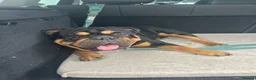 English Bulldog dogs for stud: Black & tan english Pedigree Stud dog in Knutsford - Advert 6