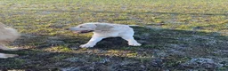 Labrador Retriever dogs for sale: Beautiful Yellow Labrador For Sale - Advert 6