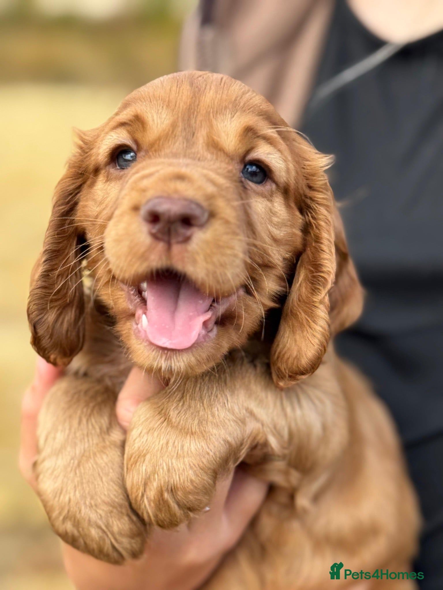 Cocker Spaniel dogs Working cocker Spaniel Puppies - Advert 1