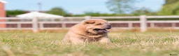 Chow Chow dogs for sale: Stunning smooth and fluffy ChowChow puppies  - Advert 21
