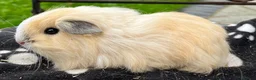 Guinea Pig rodents for sale: Gorgeous Cali bred guinea pigs.  - Advert 9