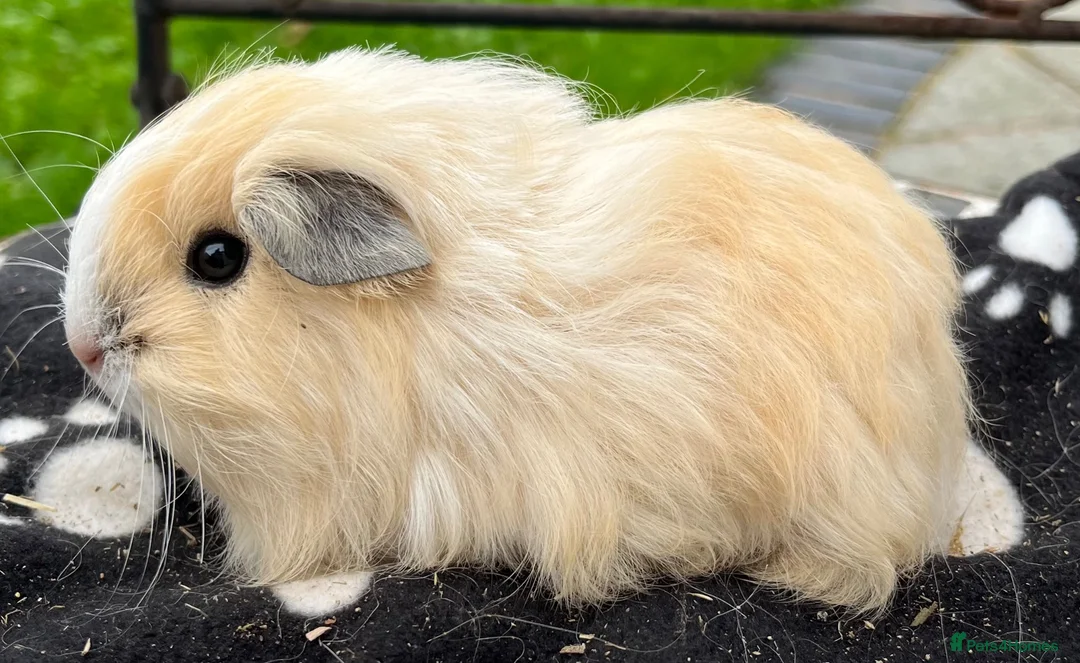 Guinea Pig rodents for sale: Gorgeous Cali bred guinea pigs.  - Advert 9