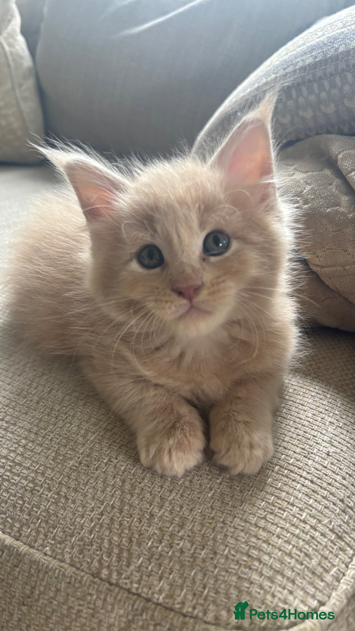 Maine Coon cats for sale: 8 Maine coon kittens - Advert 5