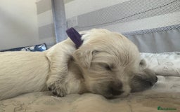Golden Retriever dogs for sale: KC English Cream Golden Retriver puppy’s  in Sleaford - Image 22