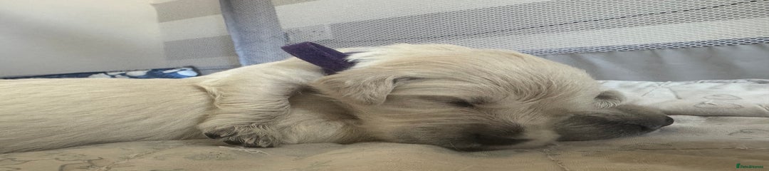 Golden Retriever purple collar 