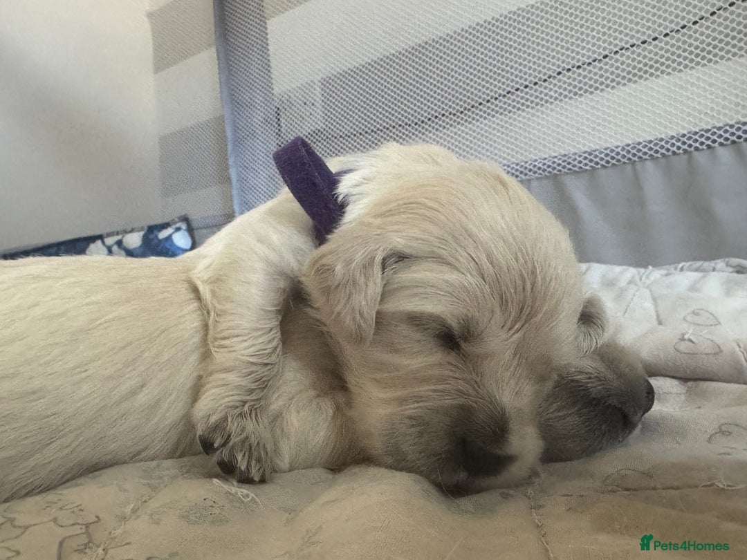 Golden Retriever dogs for sale: KC English Cream Golden Retriver puppy’s  in Sleaford - Image 22