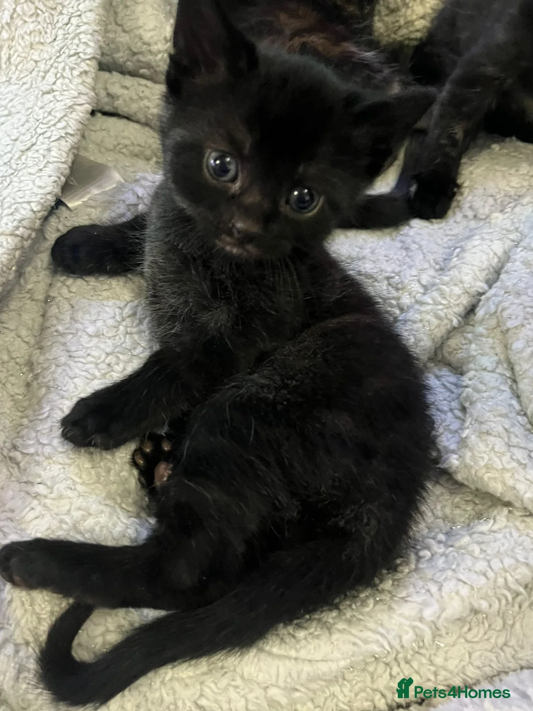 Mixed Breed cats for sale: 5 kittens 2 boys 3 girls - Advert 3