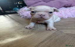 French Bulldog dogs for sale: Chunky French bulldog 3x girl puppies 23/10/25 - Image 2