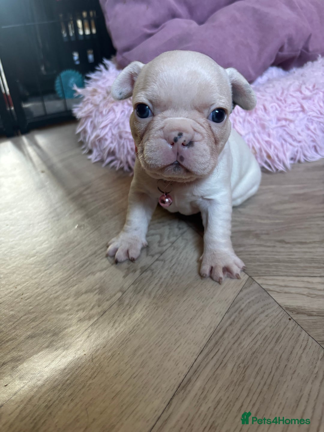 French Bulldog dogs for sale: Chunky French bulldog 3x girl puppies 23/10/25 - Image 2
