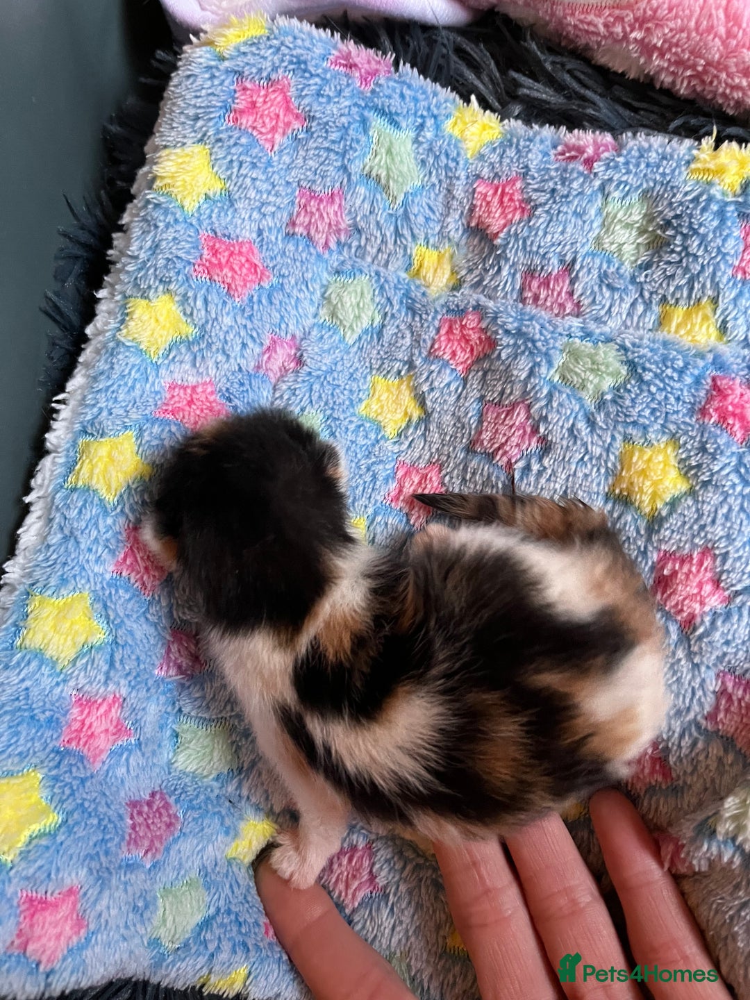 Mixed Breed cats for adoption: Rescue kittens looking for perfect homes - Advert 13