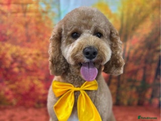 Cavapoo dogs - Advert 1