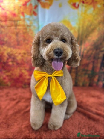 Cavapoo dogs - Advert 4