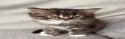 Mixed Breed cats for sale: BRITISH LONGHAIR × DOLLY FACE PERSIAN CHINCHILLA - Advert 13
