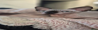 Sphynx Kitten 1