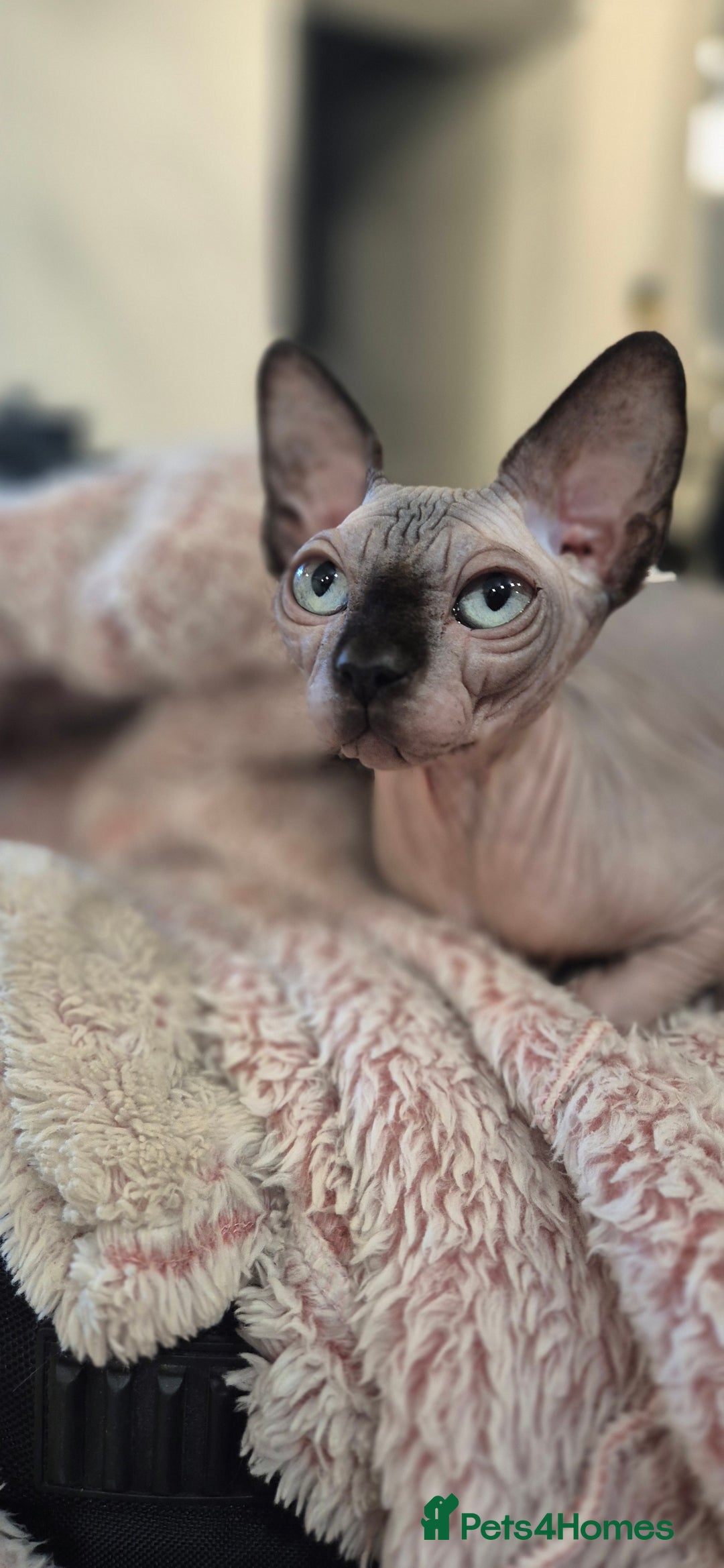 Sphynx cats for sale: Silver sphynx baby - Advert 2