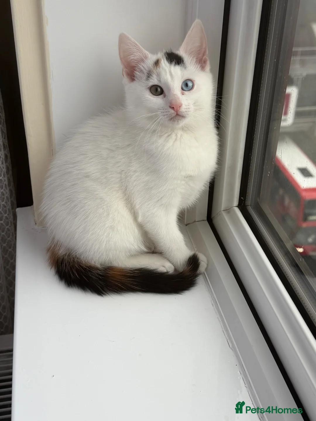 Mixed Breed cats for sale: RareOddEyedKittenBlueGreenFull StarterKit Included in London - Advert 2